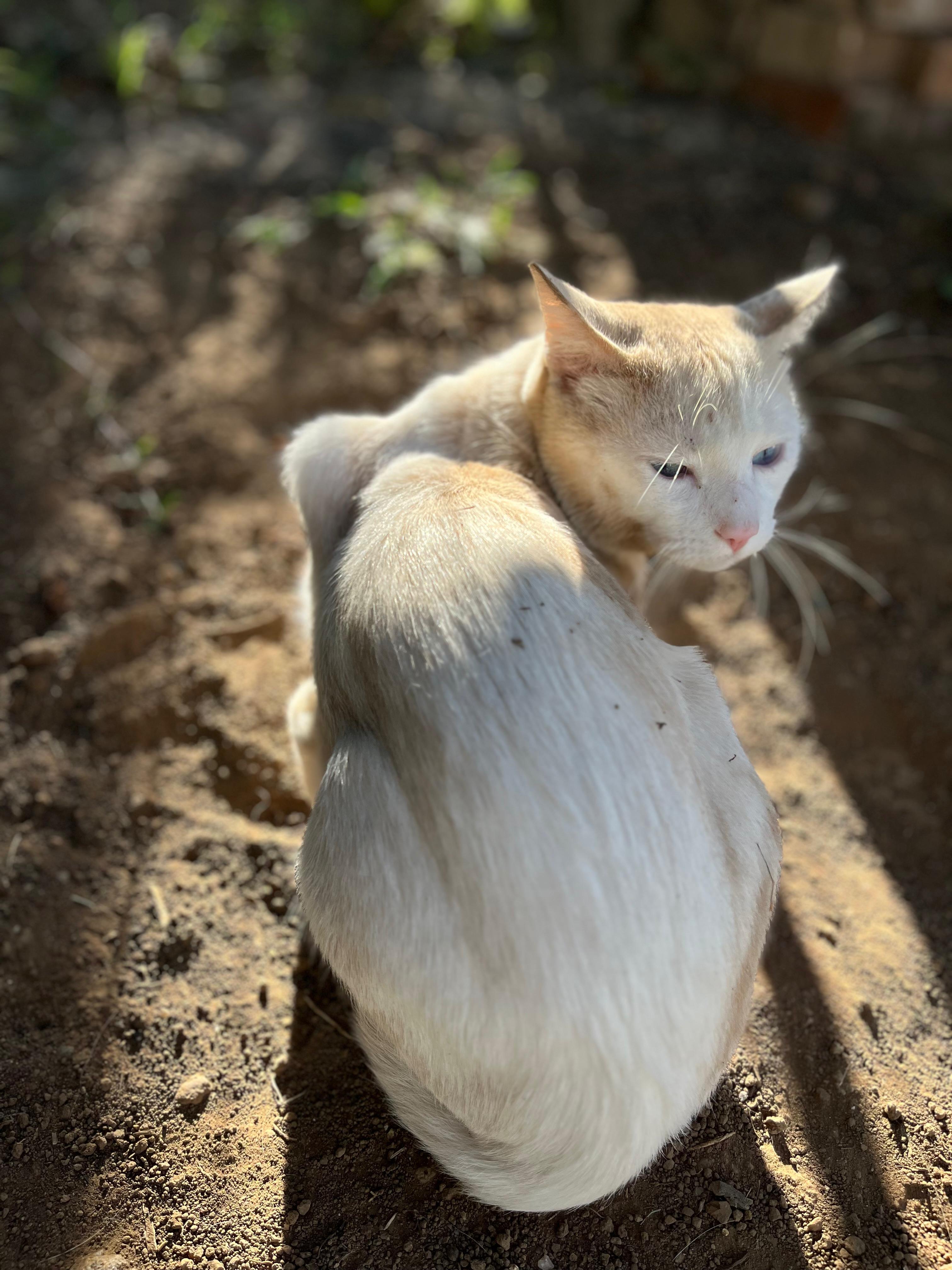 Gato idoso
